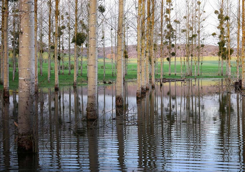 Paisaje con árboles inundados